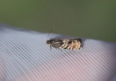 Spruce Seed Moth (Cydia strobilella)