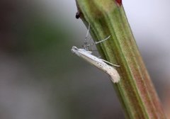 Ribwort Slender (Aspilapteryx tringipennella)