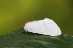White Satin Moth (Leucoma salicis)