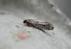 Brindled Clothes Moth (Niditinea striolella)