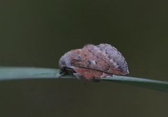 Small Lappet (Phyllodesma ilicifolia)