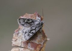 Early Grey (Xylocampa areola)