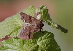 Rødt hagefly (Ceramica pisi)