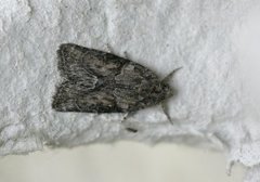 Marbled Grey (Bryophila raptricula)