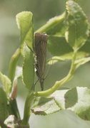 Garden Grass-veneer (Chrysoteuchia culmella)