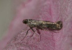 Lilac Leafminer (Gracillaria syringella)