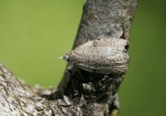 Common Tortrix (Capua vulgana)