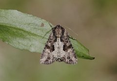 Slåttengfly (Apamea remissa)