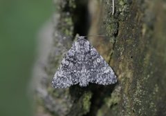 Poplar Grey (Acronicta megacephala)