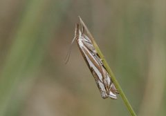 Scarce Grass-veneer (Crambus pratella)