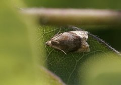 Honeysuckle Bell (Eucosmomorpha albersana)