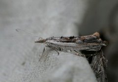 Wainscot Smudge (Ypsolopha scabrella)