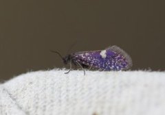 Early Purple (Eriocrania semipurpurella)