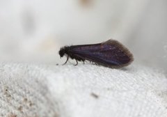 Early Purple (Eriocrania semipurpurella)