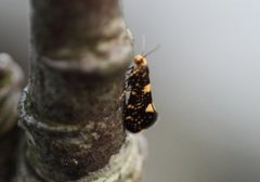 Raspberry Moth (Lampronia corticella)