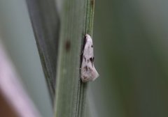Triple-spot Dwarf (Elachista maculicerusella)