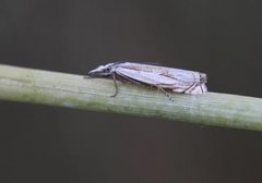 Marsh Grass-veneer (Crambus uliginosellus)