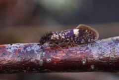 White-spot Purple (Eriocrania unimaculella)