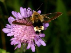 Broad-bordered Bee Hawk-moth (Hemaris fuciformis)
