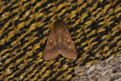 Scarce Bordered Straw (Helicoverpa armigera)