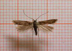 Black-speckled Groundling (Carpatolechia proximella)