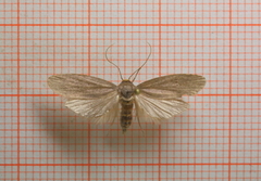 Lesser Wax Moth (Achroia grisella)