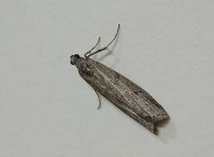 Mediterranean Flour Moth (Ephestia kuehniella)