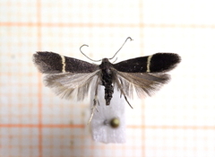 White-streak Sober (Syncopacma cinctella)