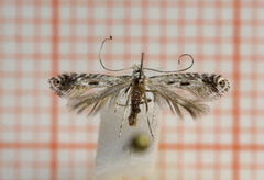 Rowan Slender (Parornix scoticella)
