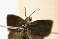 Plum Fruit Moth (Grapholita funebrana)