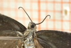 Plum Fruit Moth (Grapholita funebrana)