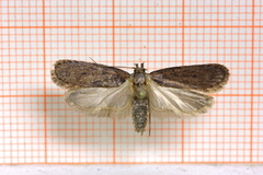 Brown Flat-body (Depressaria badiella)