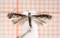 Hawthorn Slender (Parornix anglicella)