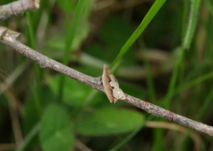 Festooned Roller (Ancylis geminana)