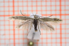 Pale Orache Case-bearer (Coleophora versurella)