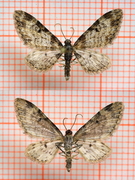 Flekkdvergmåler (Eupithecia irriguata)