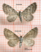 Satyr Pug (Eupithecia satyrata)