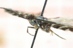 Small Alder Midget (Phyllonorycter stettinensis)