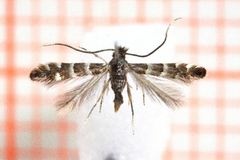 Small Alder Midget (Phyllonorycter stettinensis)