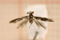 Bucculatrix cidarella