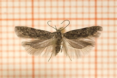 Sallow-leaf Groundling (Carpatolechia notatella)