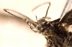 Sallow-leaf Groundling (Carpatolechia notatella)