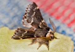 December Moth (Poecilocampa populi)