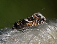Cotton-grass Fanner (Glyphipterix haworthana)