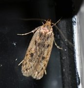 Brown House Moth (Hofmannophila pseudospretella)