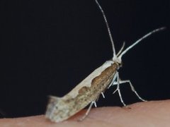 Diamond-back Moth (Plutella xylostella)
