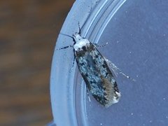 White-shouldered House Moth (Endrosis sarcitrella)