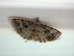 Many-plumed Moth (Alucita hexadactyla)