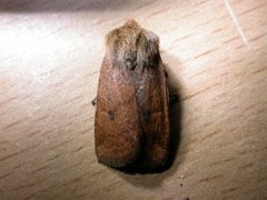 The Chestnut (Conistra vaccinii)