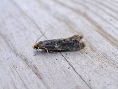Skin Moth (Monopis laevigella)